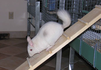 Chinchilla Leaving Cage to Play